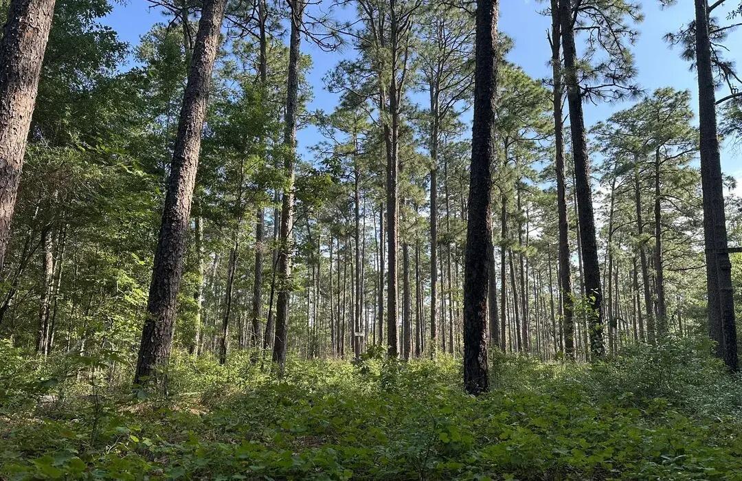 Picture of Hitchcock Woods