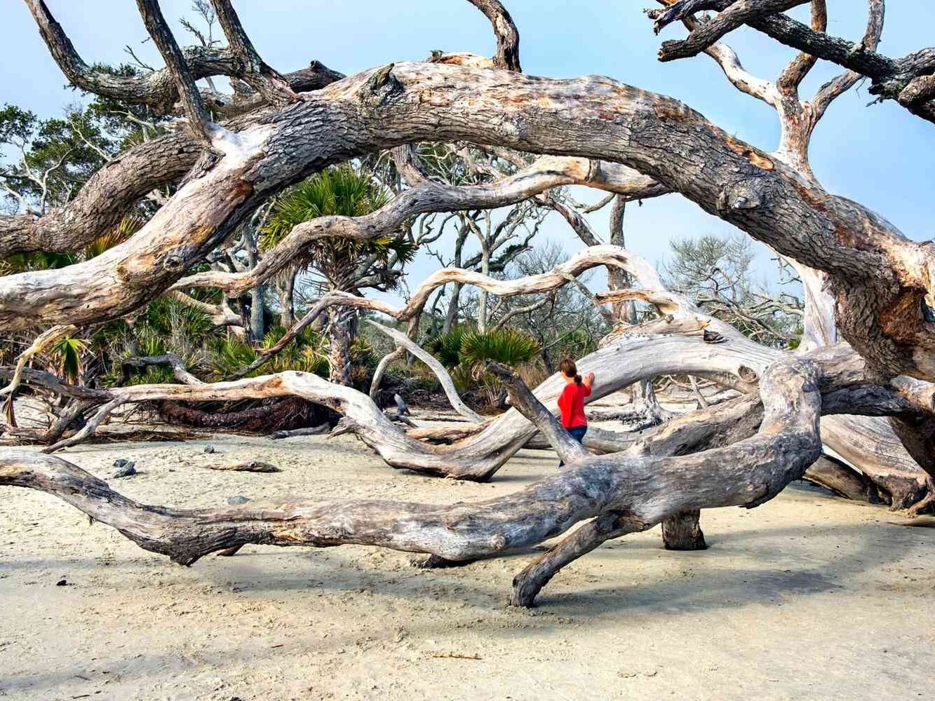 Picture of Driftwood Beach