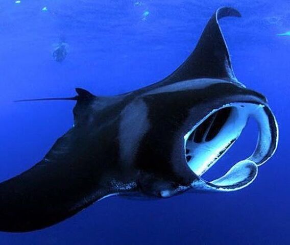 Picture of Night Manta Ray Adventure on the Big Island, Hawaii