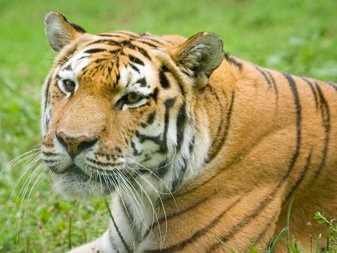 Picture of Great Plains Zoo