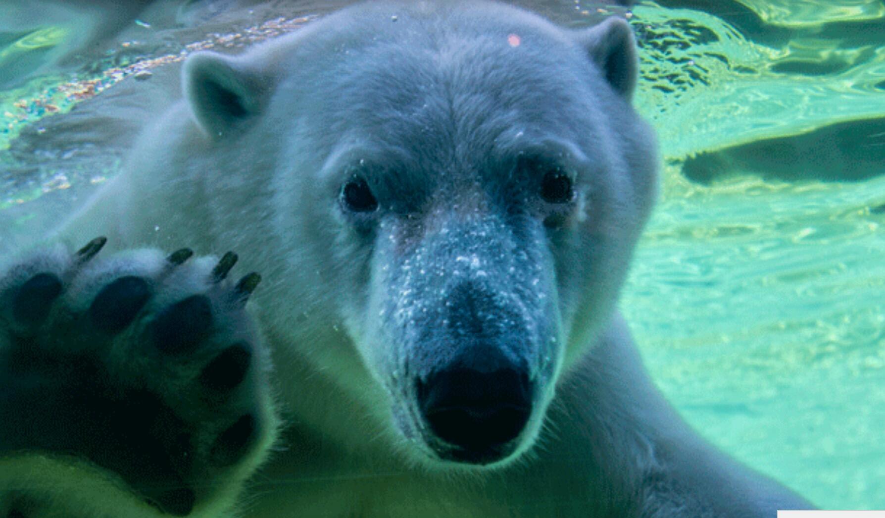 Picture of Point Defiance Zoo & Aquarium