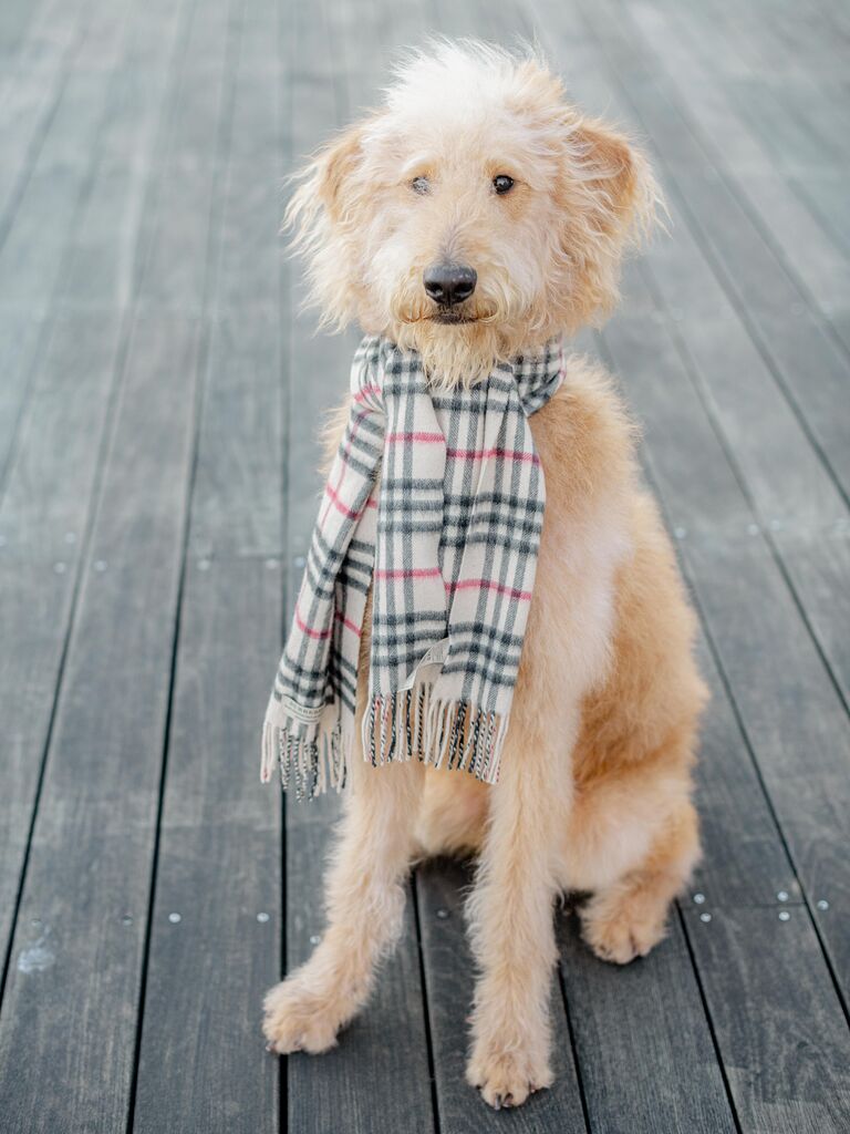 Scruffy dog wearing a plaid scarf.