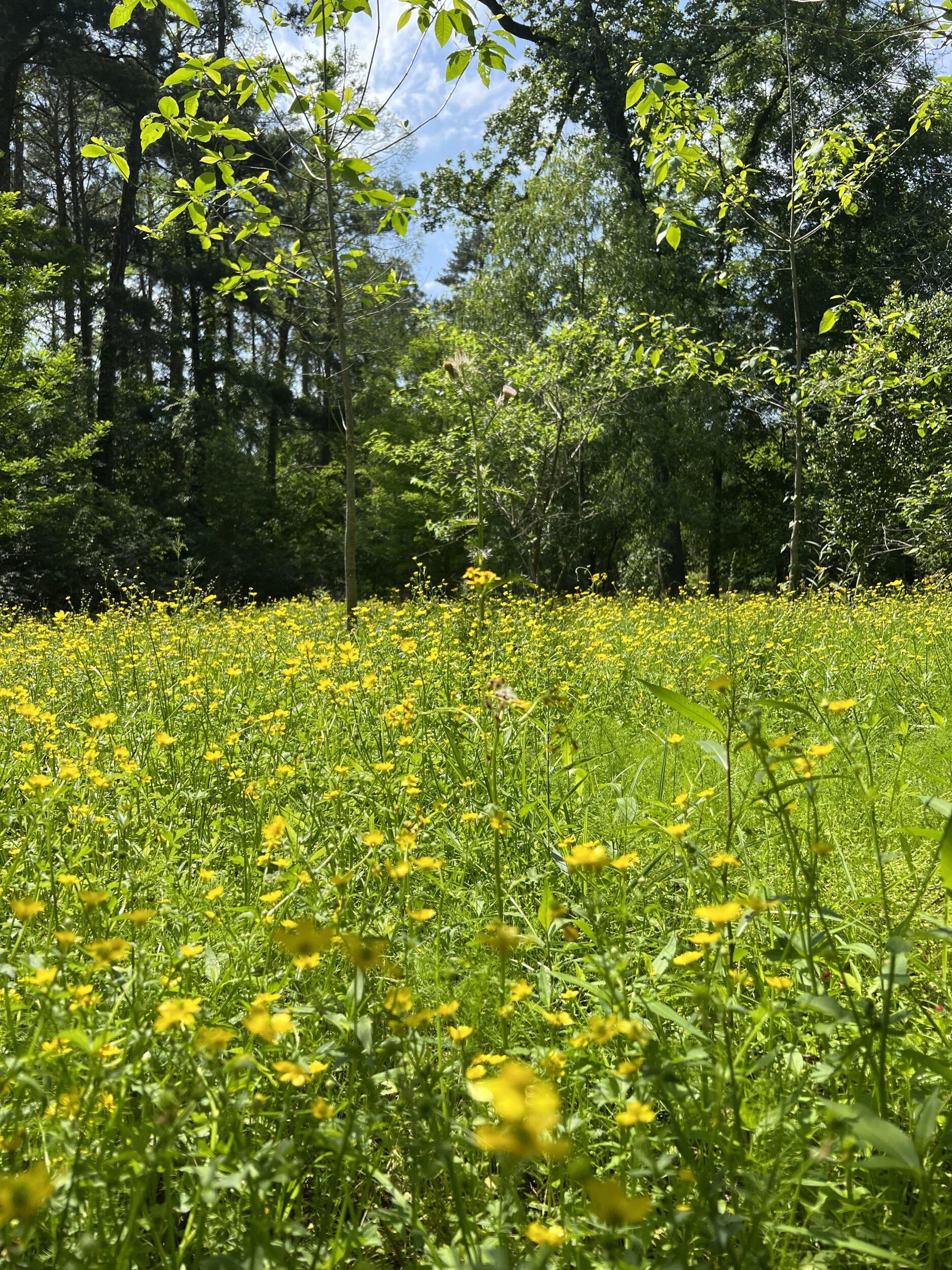 Picture of LSU AgCenter Botanic Gardens