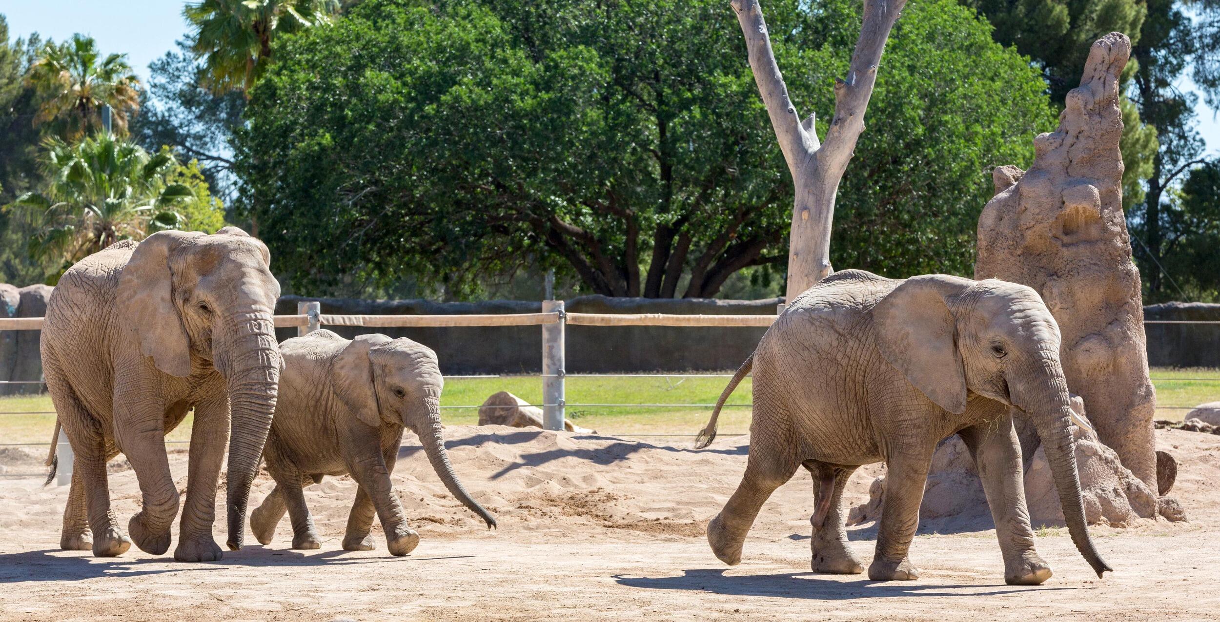 Picture of Reid Park Zoo