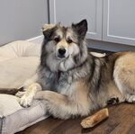 Meeka