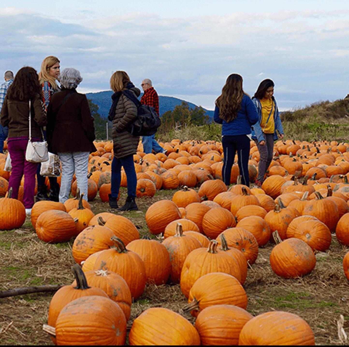 Picture of Barton Orchards