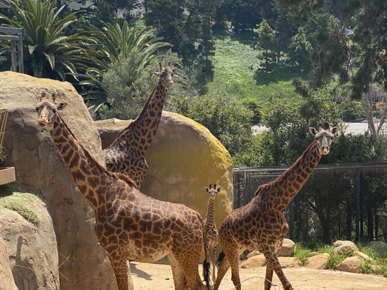 Picture of The Santa Barbara Zoo