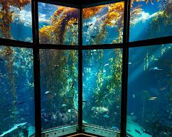 Picture of Monterey Bay Aquarium