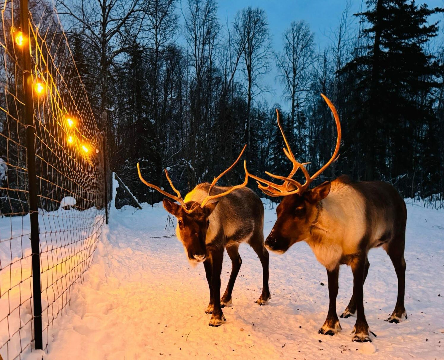 Picture of The Reindeer Grove
