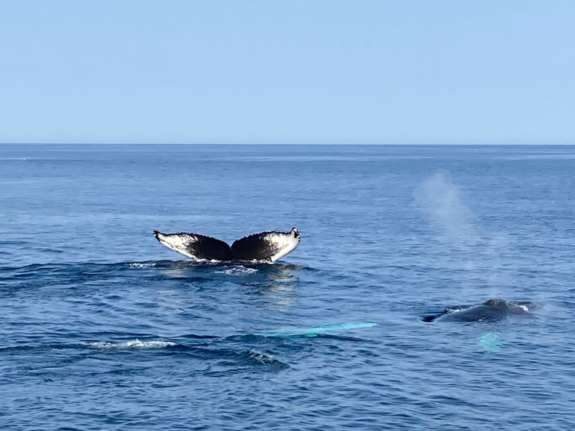 Picture of Newburyport Whale Watch