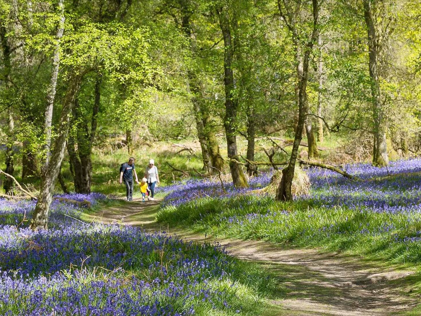 Picture of Woodland Walks & Hikes