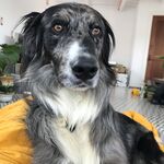 Gandalf