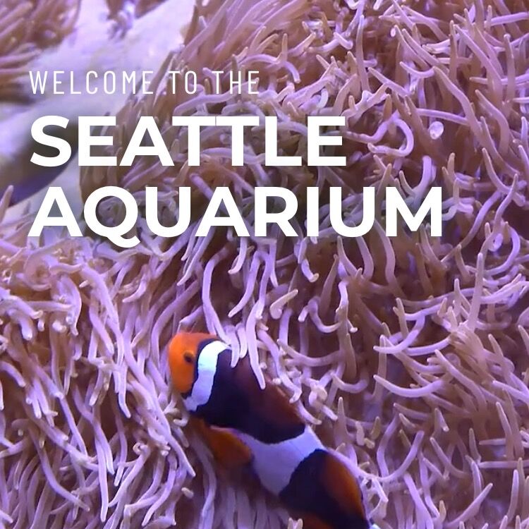 Picture of Seattle Aquarium