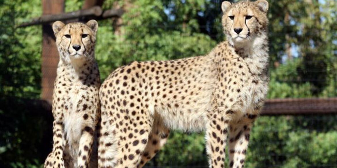 Picture of Wildlife World Zoo, Aquarium & Safari Park