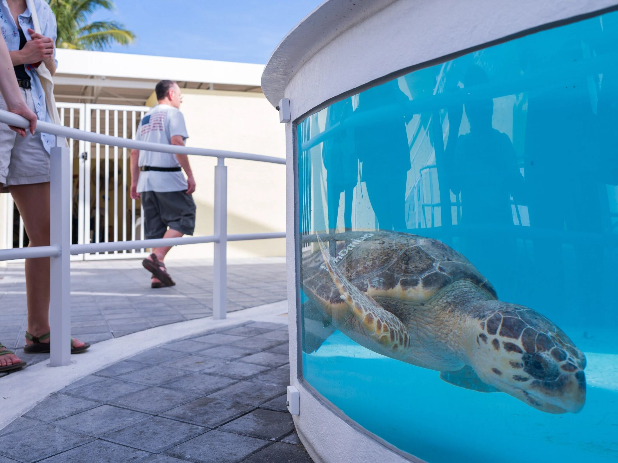 Picture of Loggerhead Marinelife Center