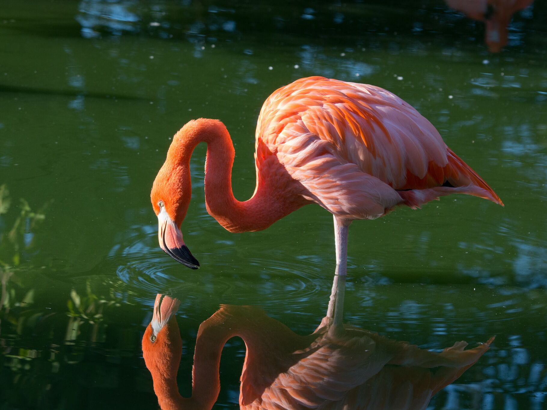 Picture of Saint Louis Zoo