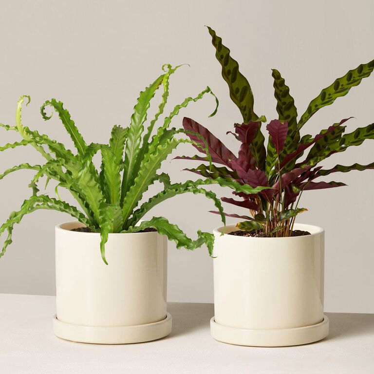 monthly plant subscription anniversary gift for parents
