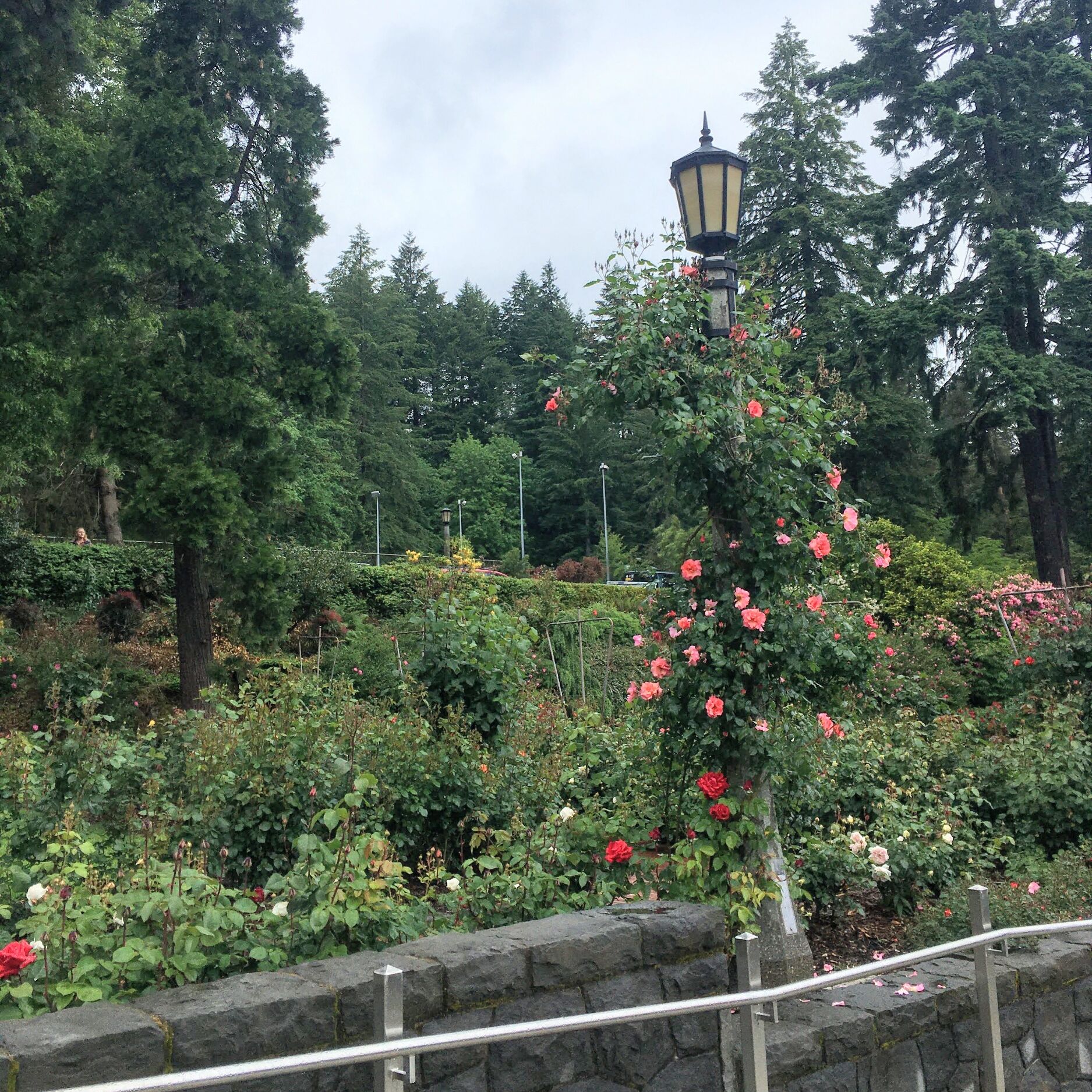 Picture of International Rose Test Garden