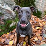 Lila
