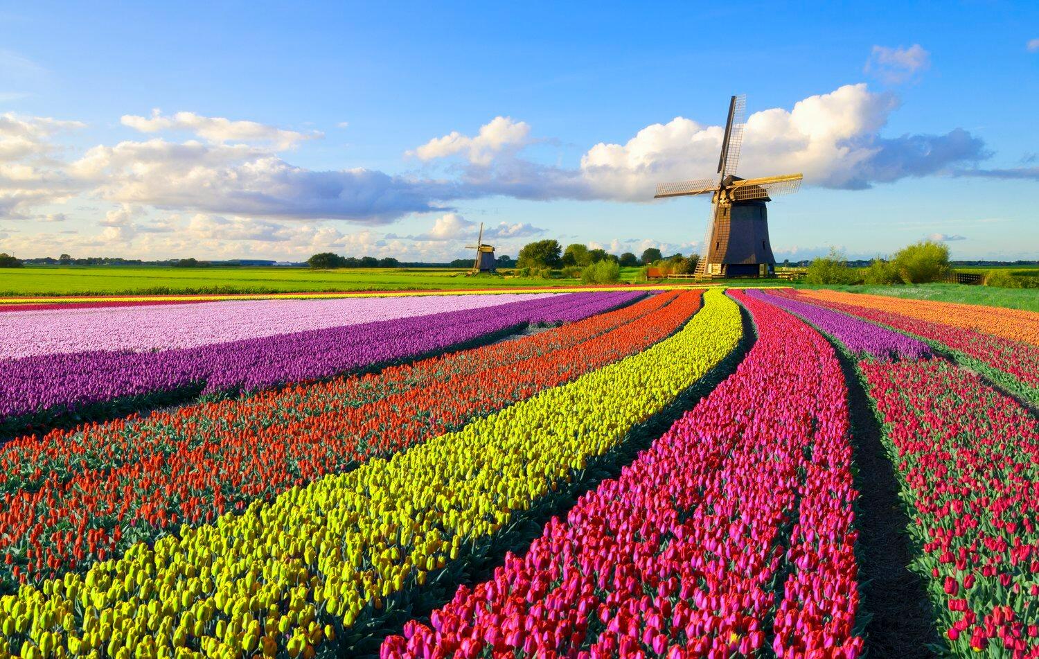 Picture of Tulip Time Festival 