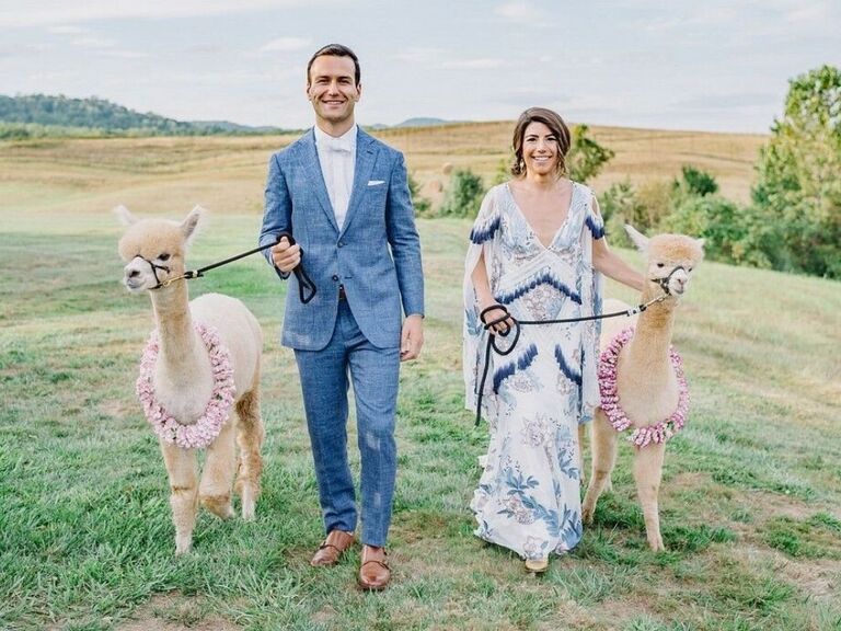 bride and groom posing with alpacas