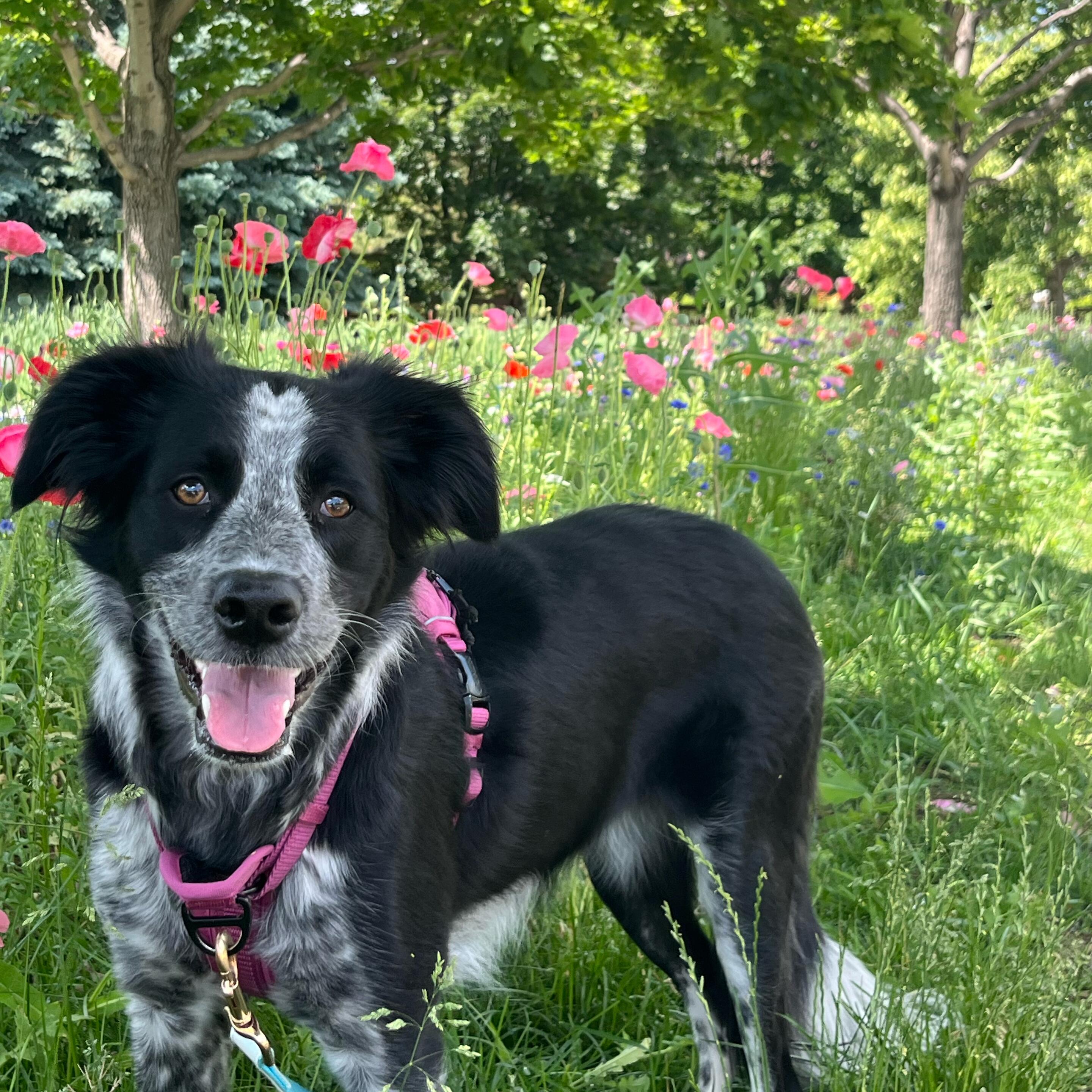 Piper