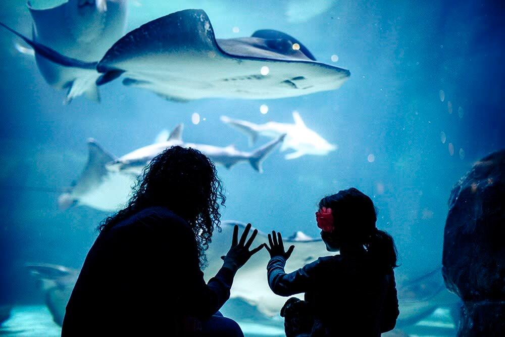 Picture of Tennessee Aquarium