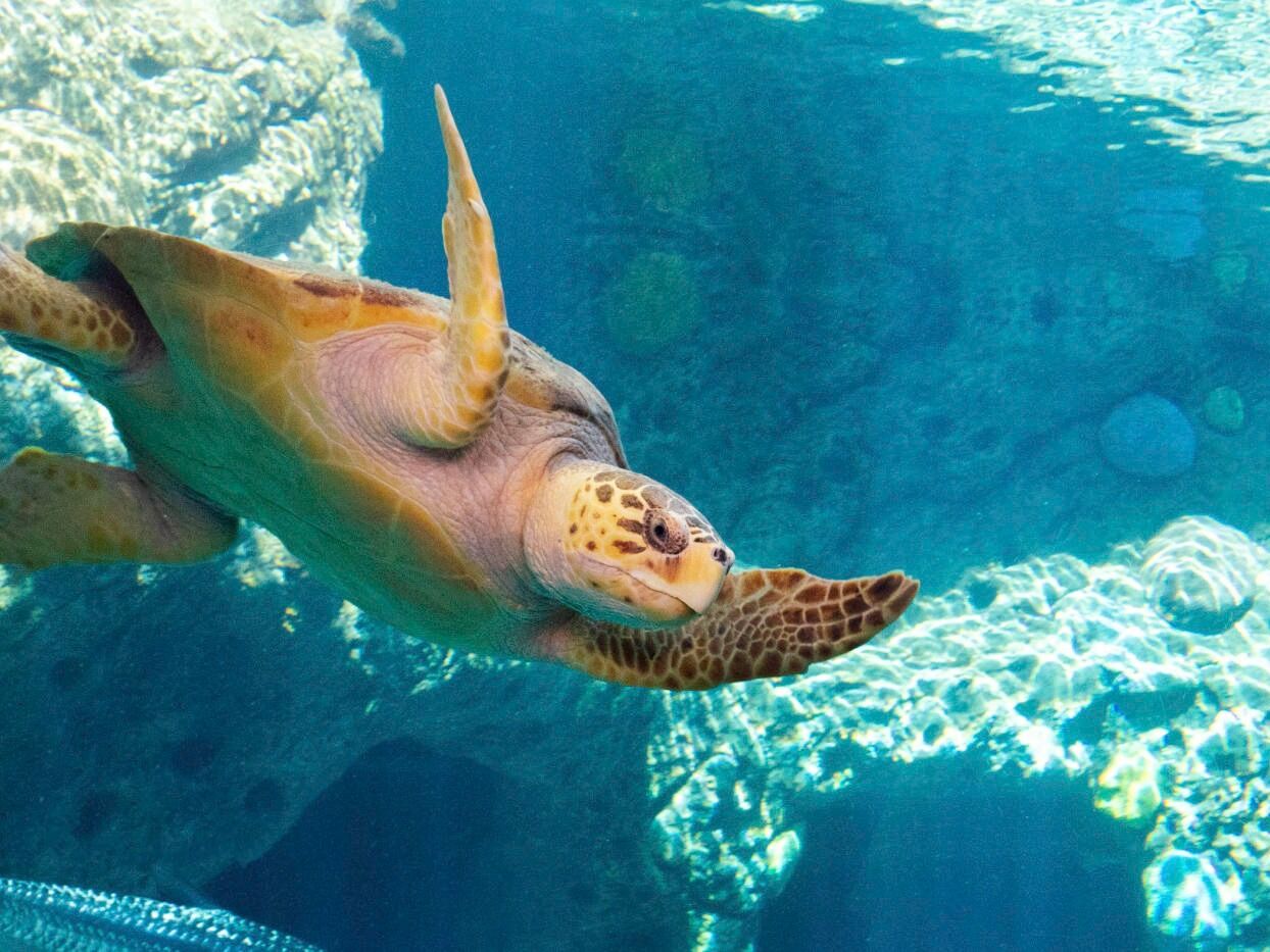 Picture of Acuario de la Florida