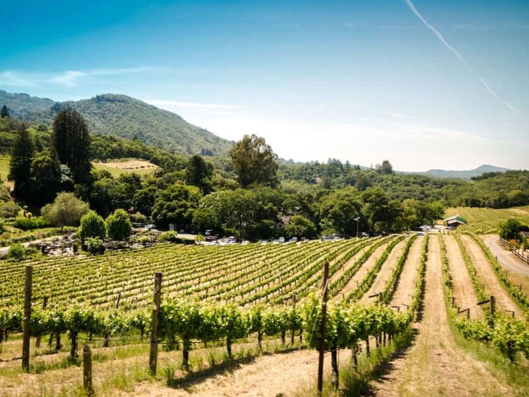 Picture of Wine Tasting-Lodi or Napa Valley