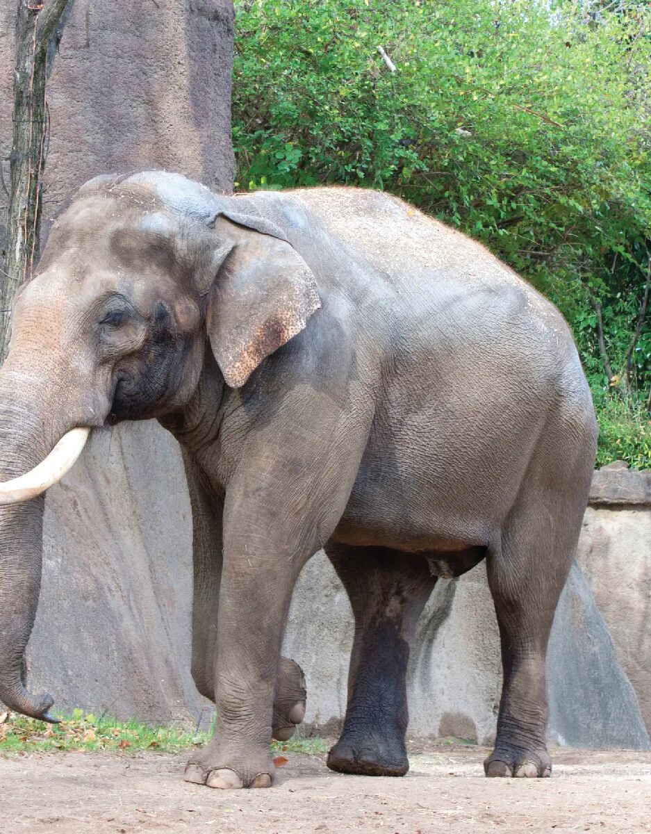 Picture of STL ZOO