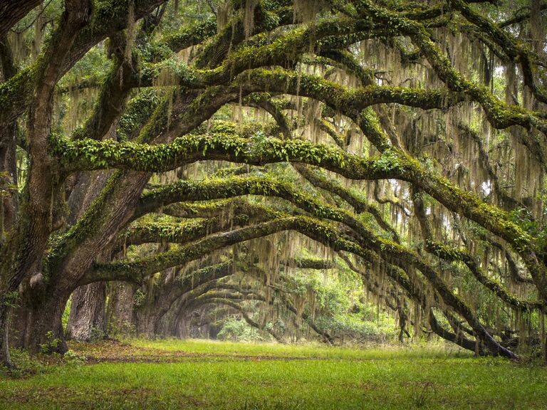 Charleston South Carolina honeymoon destination