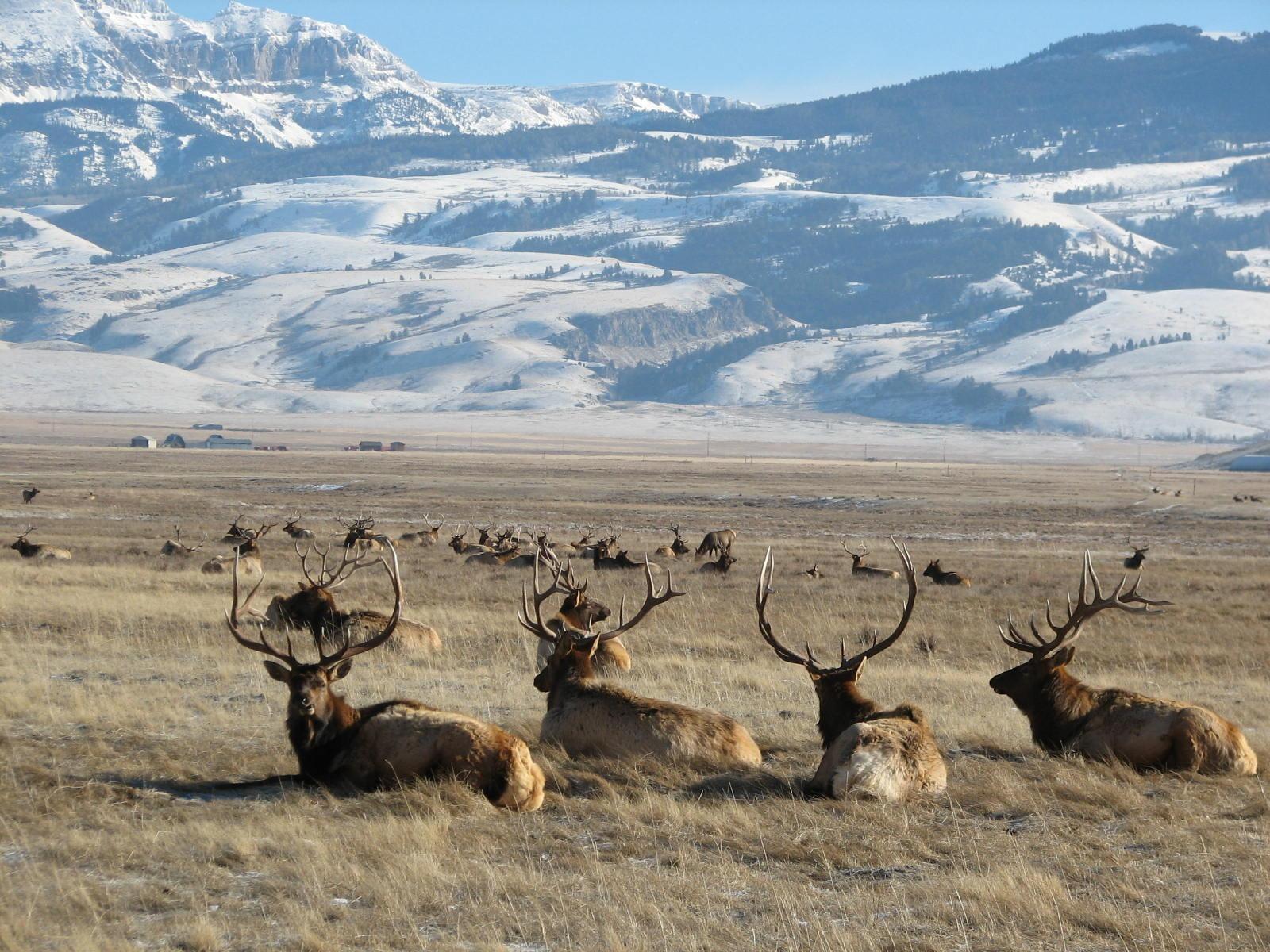 Picture of National Elk Refuge