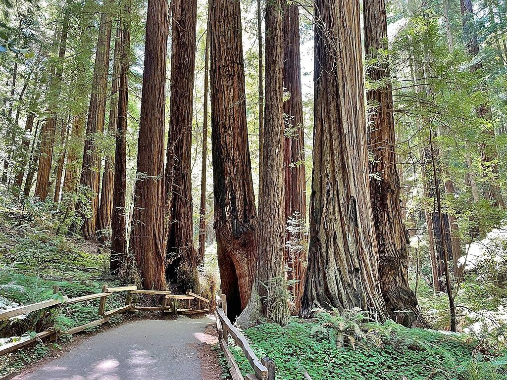 Picture of Muir Woods National Monument