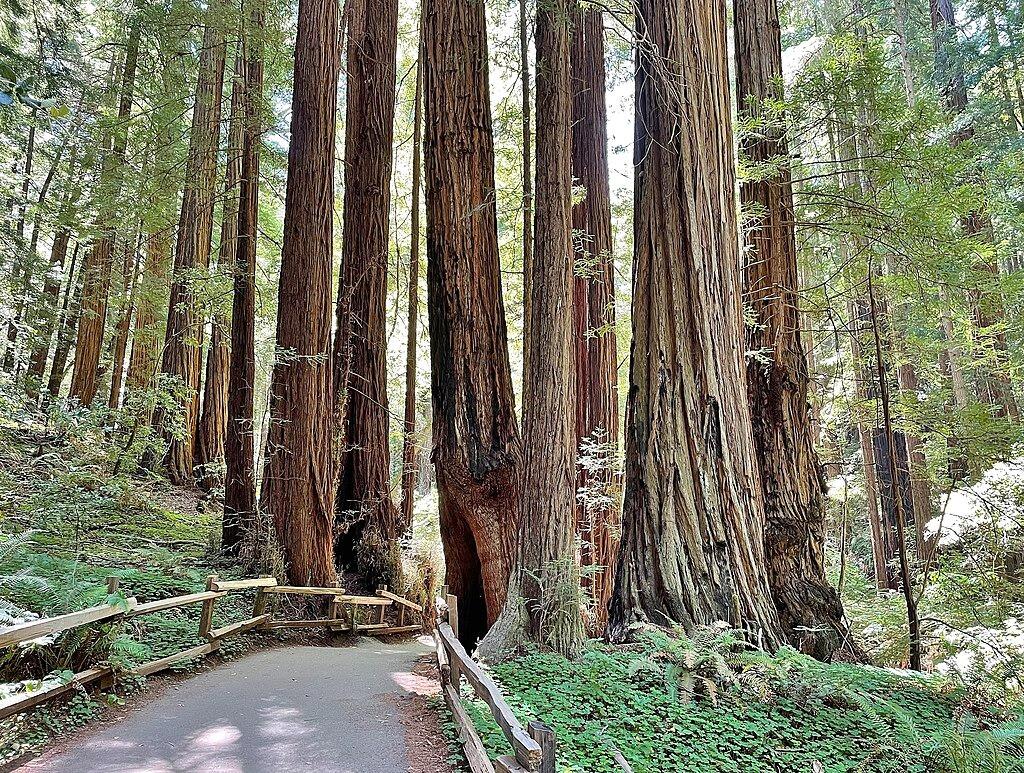 Picture of Muir Woods National Monument