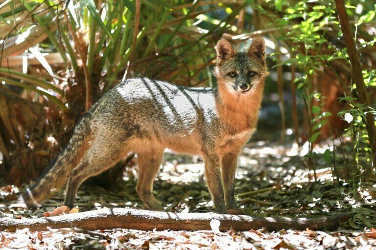 Picture of Tallahassee Museum
