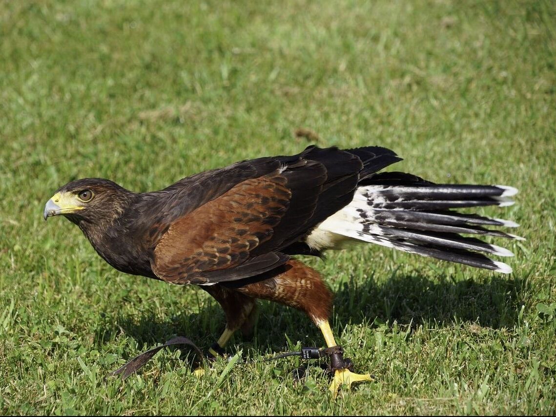 Picture of New England Falconry