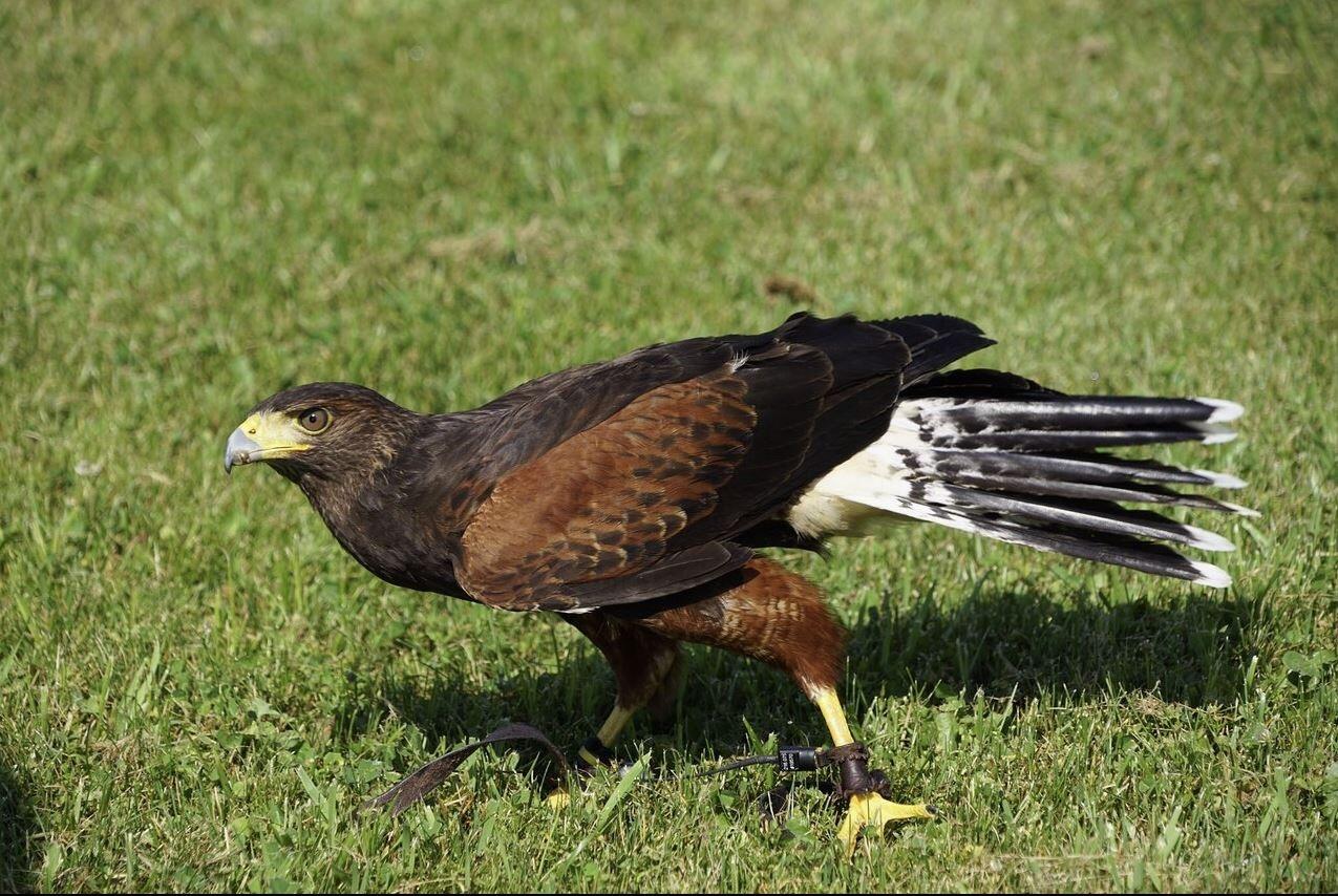 Picture of New England Falconry