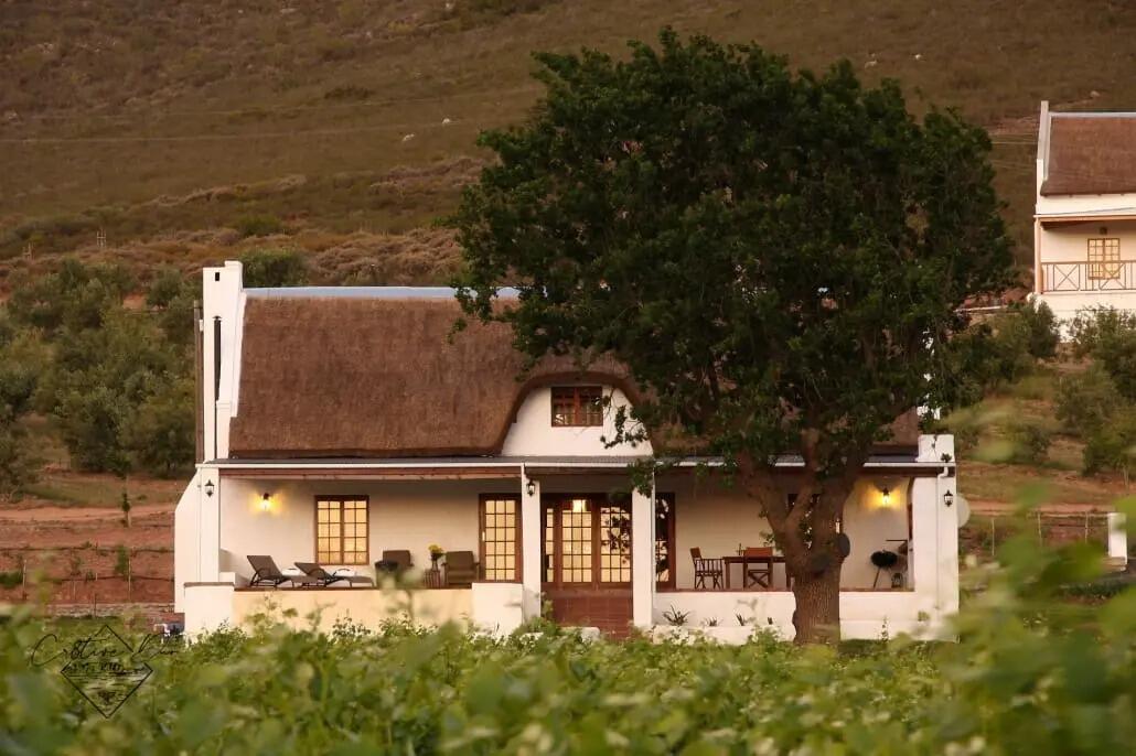 Picture of Orange Grove