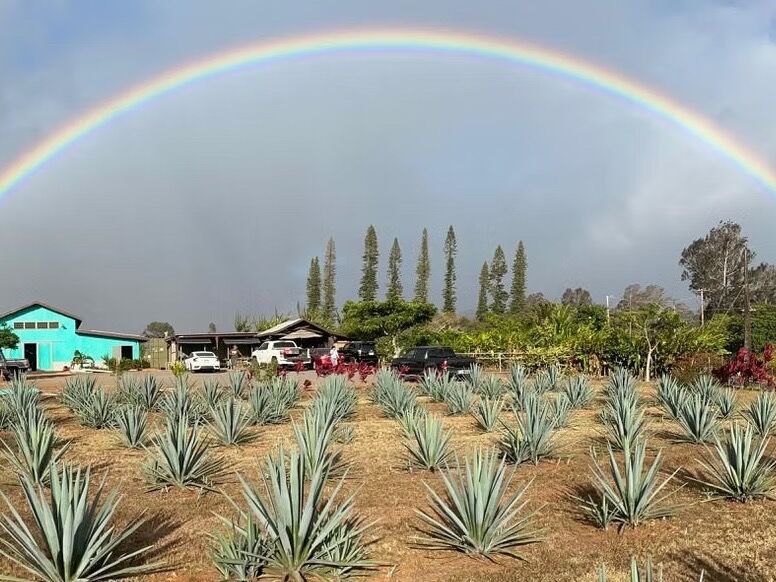 Picture of Waikulu Distillery