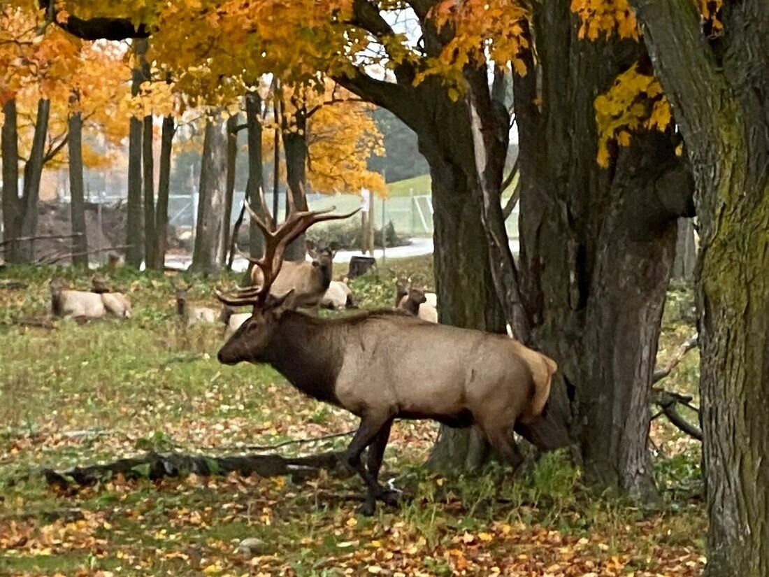 Picture of Gaylord's City Elk Park