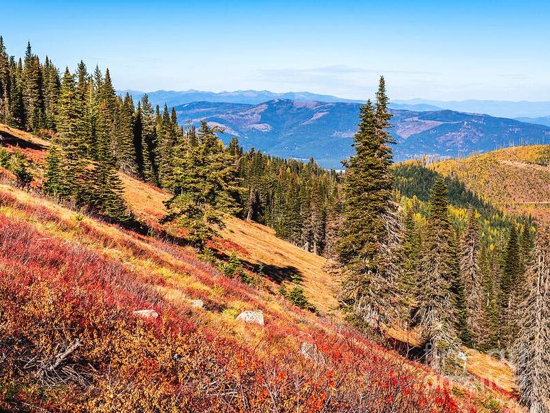 Picture of Mount Spokane State Park