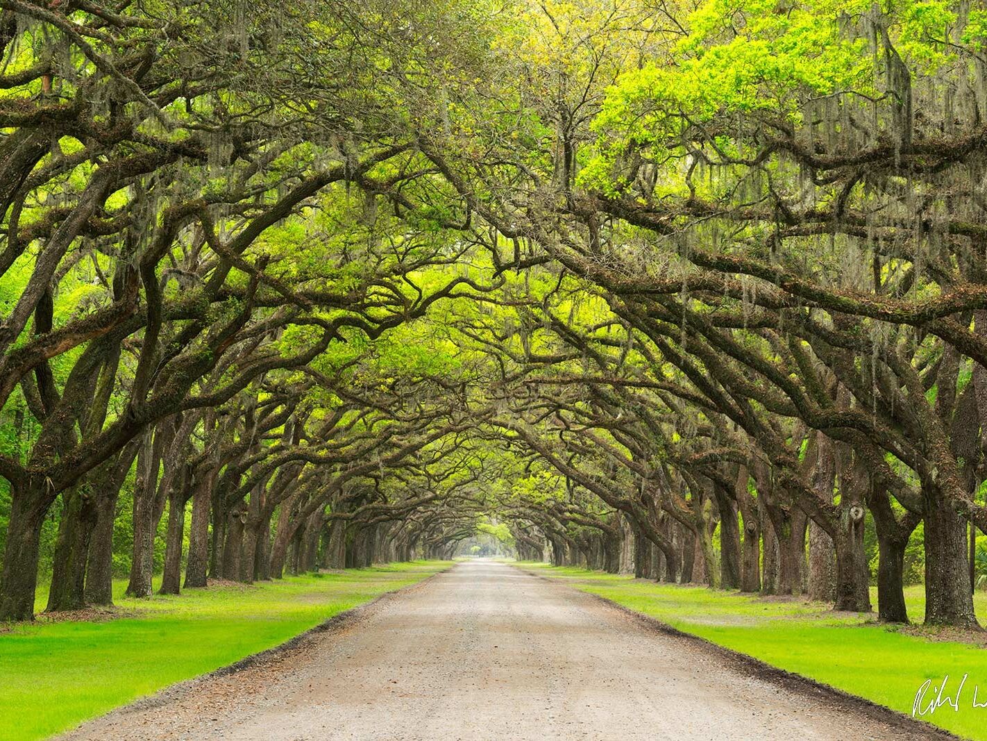 Picture of Wormsloe State Historic Site