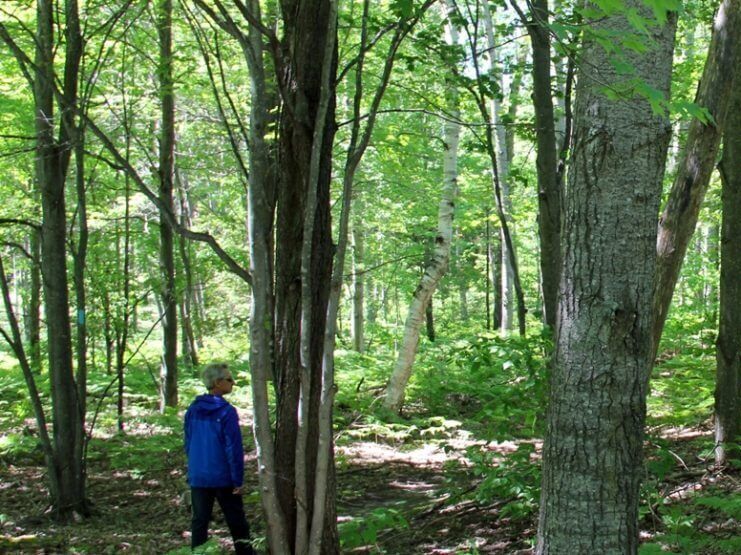 Picture of Houdek Dunes Natural Area: The Leelanau Conservancy