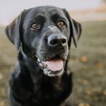 Moose