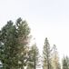 Tree-Filled Wedding Space at Martis Camp in Truckee, California