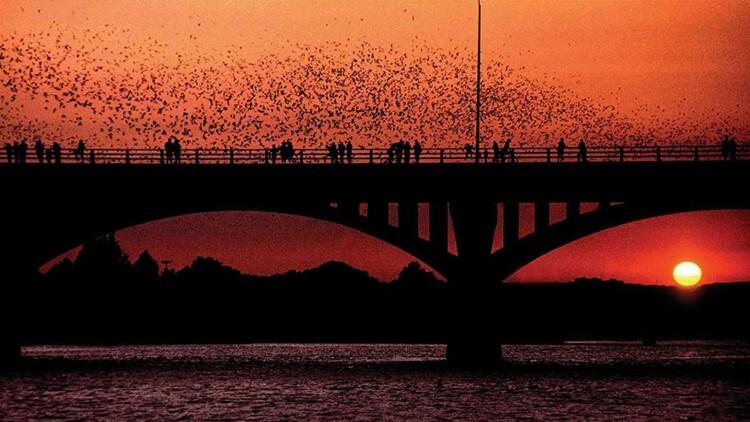 Picture of Bat Cruise