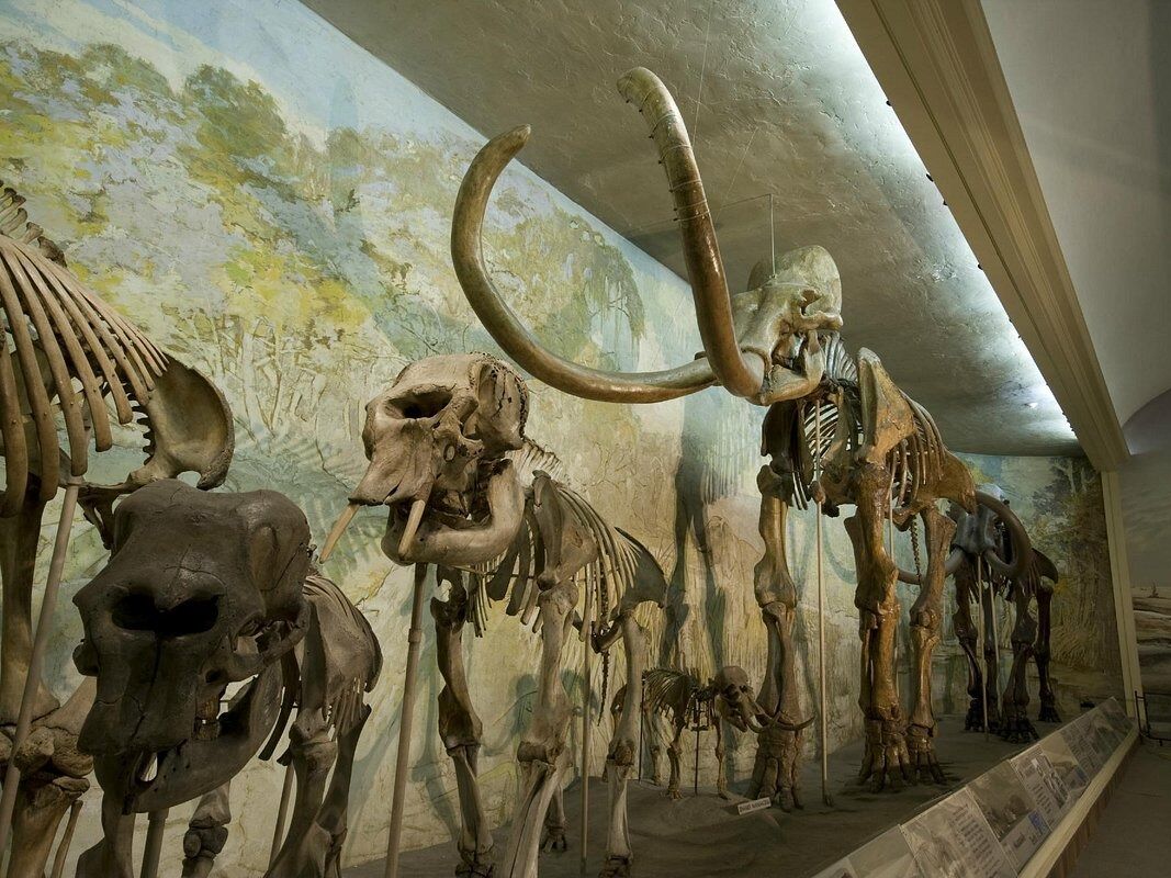 Picture of University of Nebraska State Museum - Morrill Hall