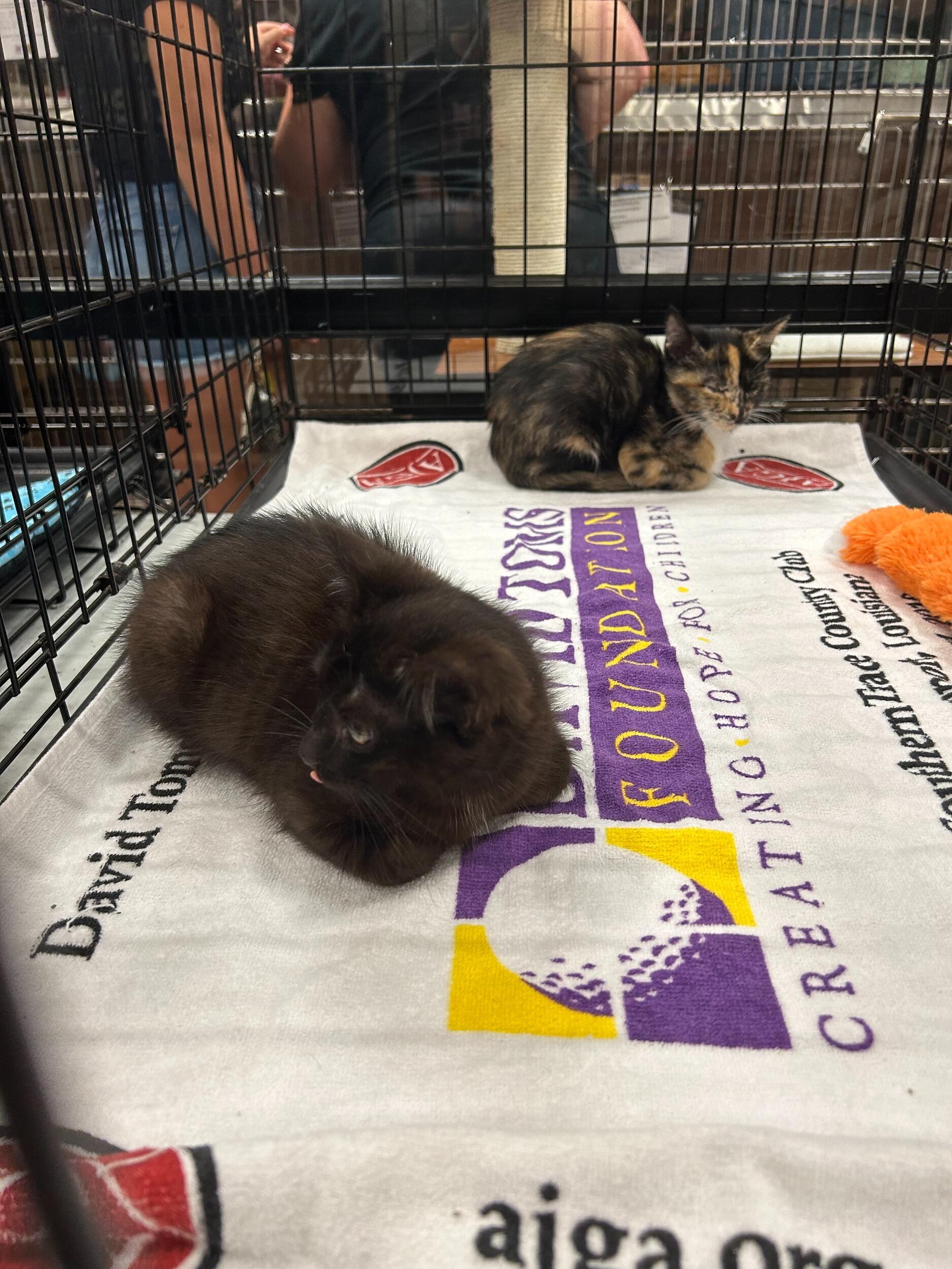 We went and adopted Kurtis's kitties, Frank and Ari! (first time someone called us a couple)