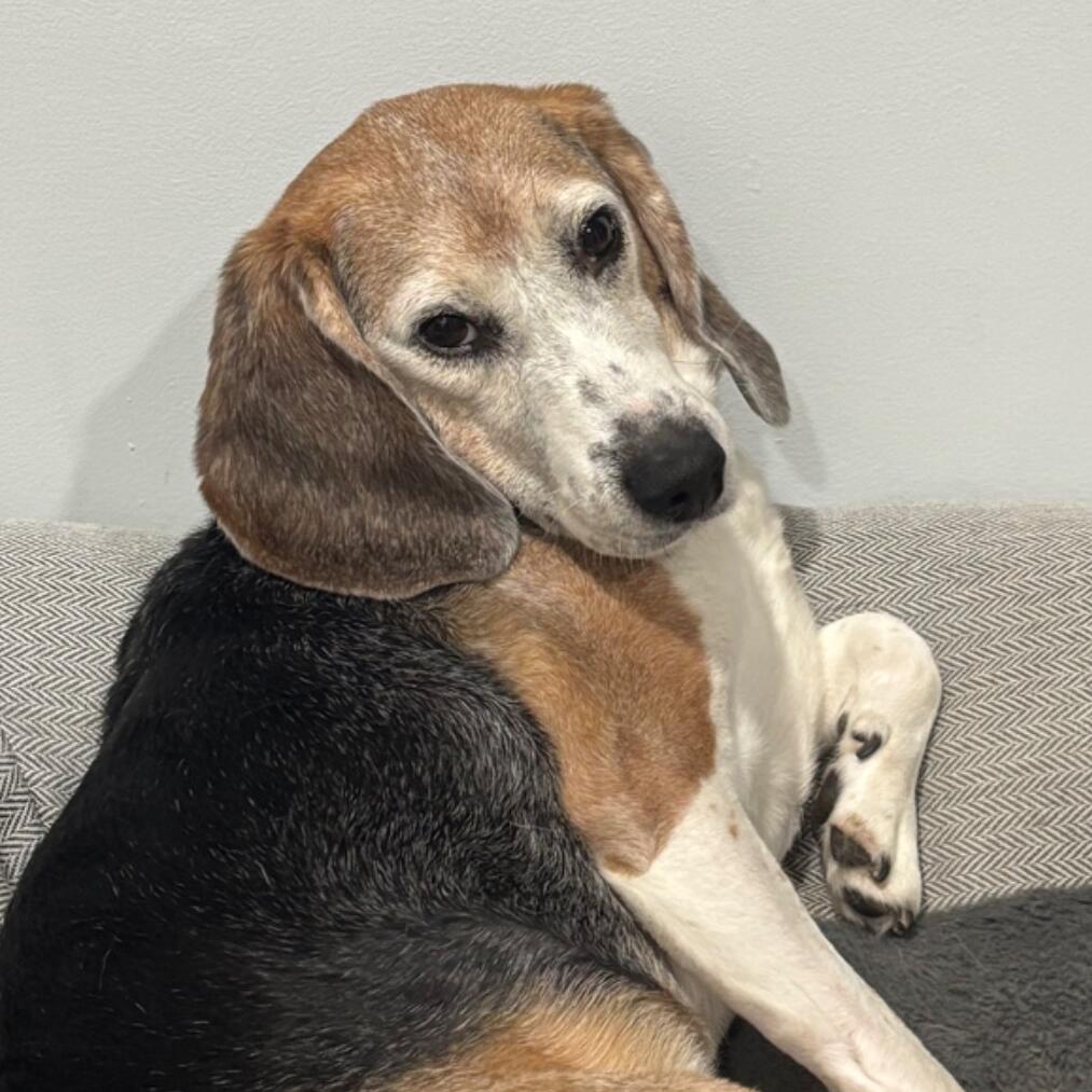 Ringo