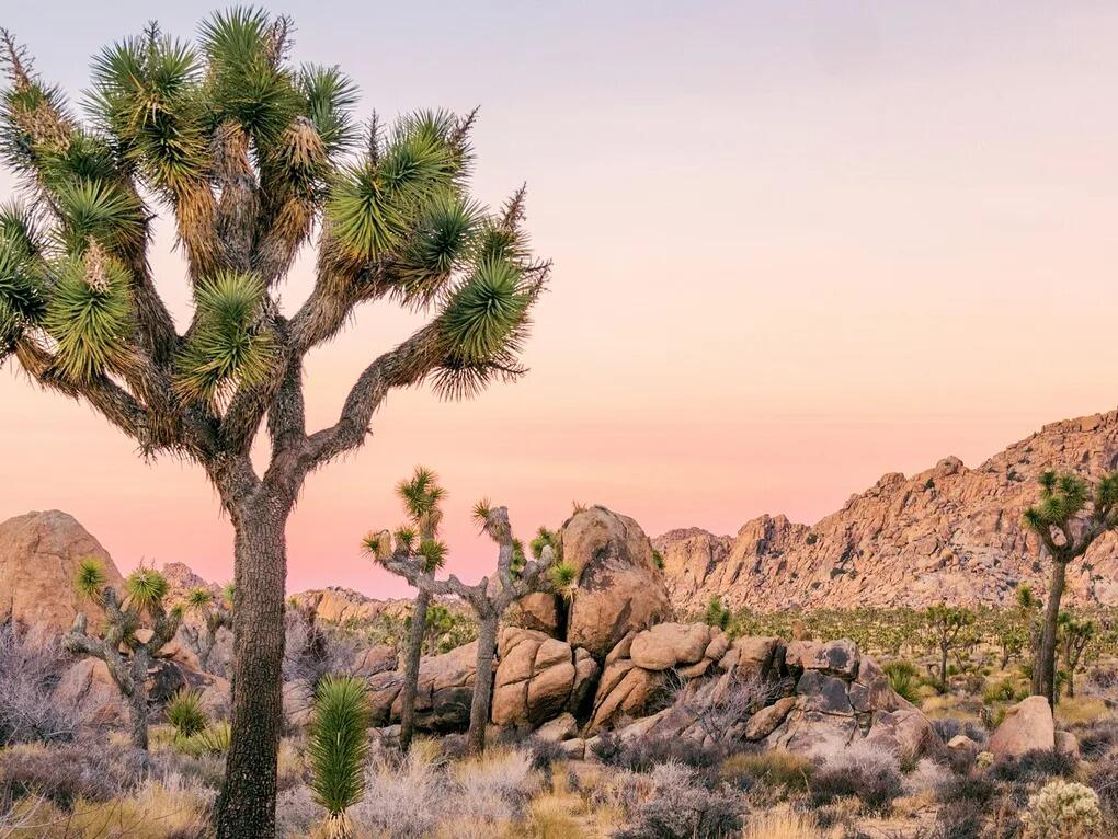 Picture of Joshua Tree National Park
